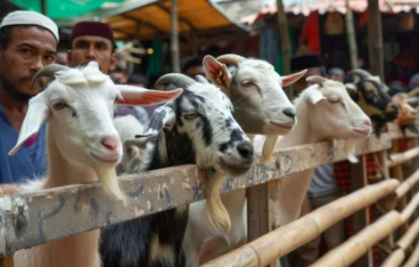 daging kurban haram dikonsumsi
