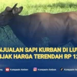 Penjualan Sapi Kurban