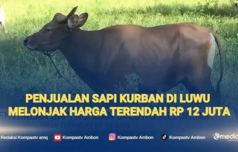 Penjualan Sapi Kurban
