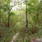 Permenhut 6/2026 peta jalan